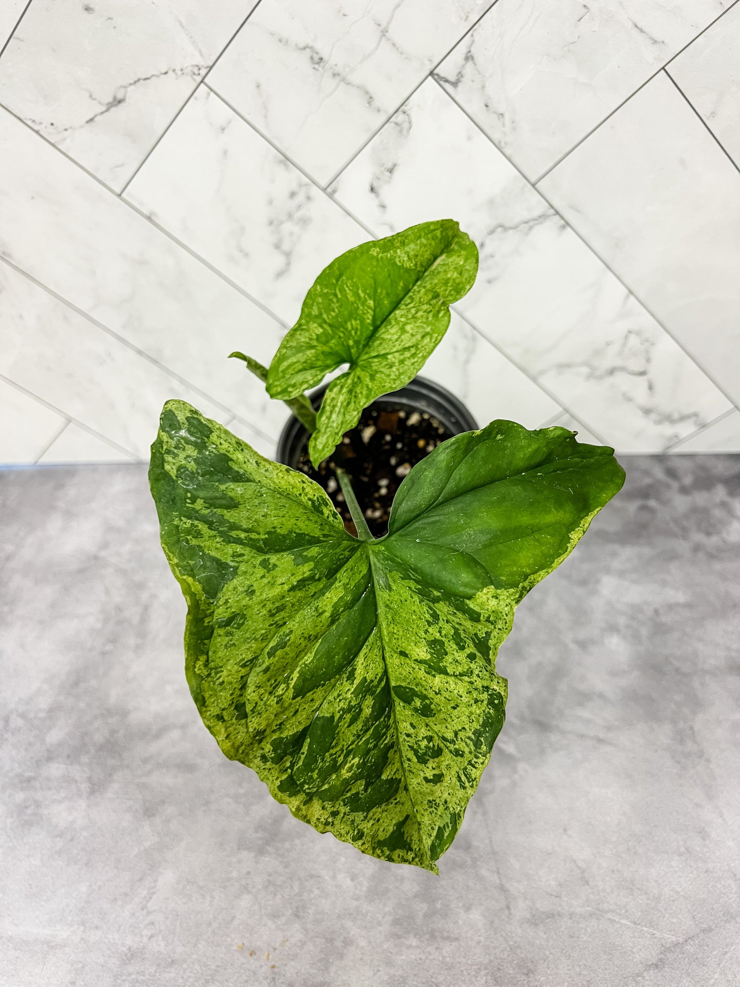 Syngonium Mojito
